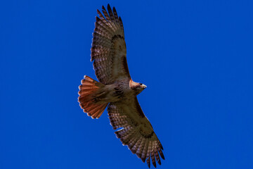 red tailed hawk