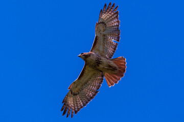 red tailed hawk