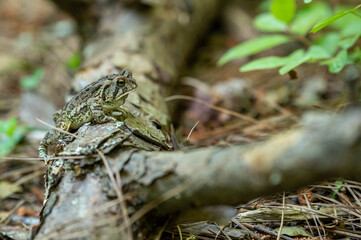 Frog standing on a stick in an Atlanta forest.