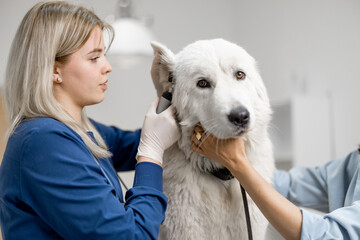 Veterinarian exploring with an otoscope the ear canal of big white dog standing at examination table at vet clinic. Pet care and visit to the doctor. Check up and cleaning procedure af animal. - obrazy, fototapety, plakaty