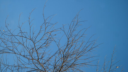 Fototapeta premium Branches and twigs of trees without leaves. Looks dry with a blue sky background