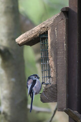 Naklejka premium Long-tailed lamb at the feeder 