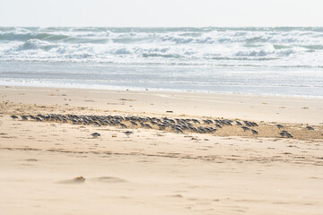 Flock of plover birds on the beach. Little birds ( the size of a sparrow) feed on invertebrates in the surf line and wrack. Seascape and flock of birds on the beach.