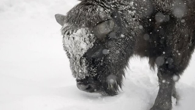 Slow Motion Panning Of A Bison As It Lowers Its Head While Standing In A Snow Storm, With A White Winter Background - Erfurt, Germany