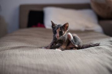 cute short hair asian kitten cat