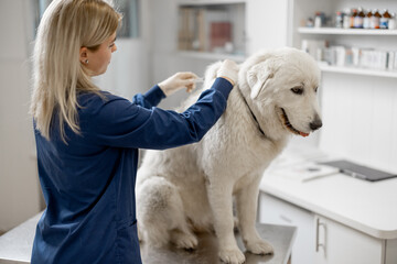Veterinarian make injection of vaccine at withers of big white dog in clinic. Treatment and pet...