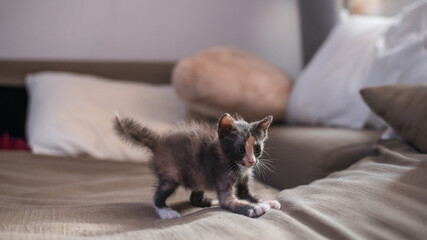 cute short hair asian kitten cat