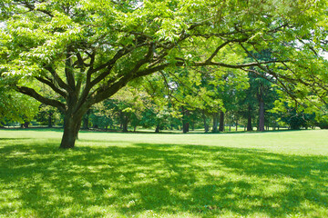 Fototapeta premium garden tree