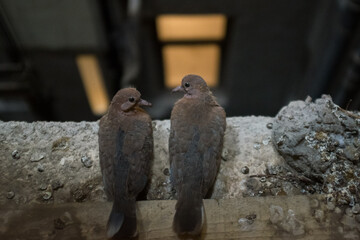 pigeon couple sitting on a window sill in a building elevator shaft