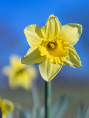 yellow daffodil flower