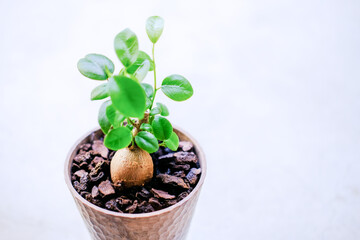 観葉植物のガジュマル