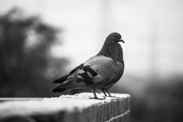 pigeon in the city