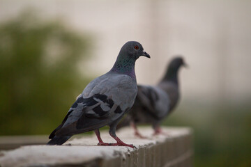 pigeon sitting on the stone