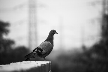 pigeon on the ground