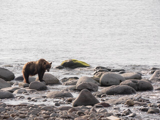 知床・ヒグマ・熊・羆・Bear・Brown Bear・Shiretoko