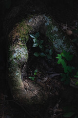 magic hole in root tree with plants mistery