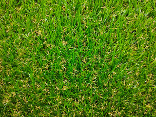 Fresh green grass background with copy and text space.