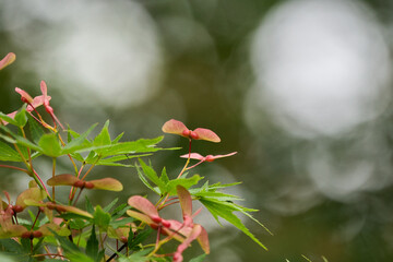 Maple fruit colored red