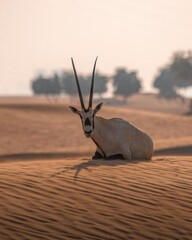 antelope in the wild