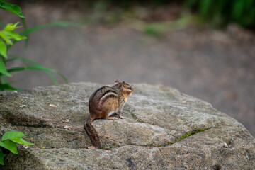 Eastern Chipmunk sits on a rock