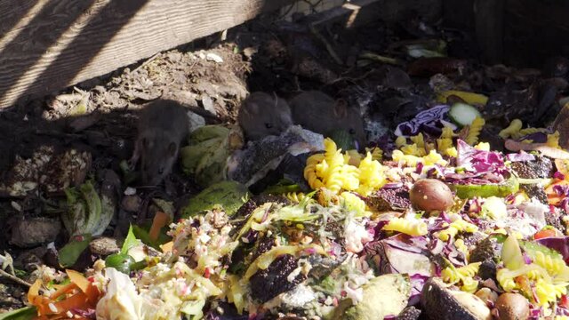 3 baby rats eating compost in compost bin shadow colorful
