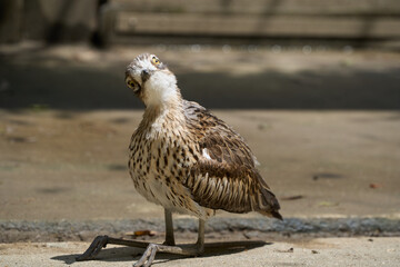 Bush stone-curlew looking at you while sitting and tilting the head