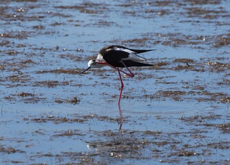 Black-winged stilt scratching its head. Echasse blanche se grattant la tête.  Himantopus.