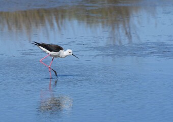 Black-winged stilt, himantopus, échasse blanche