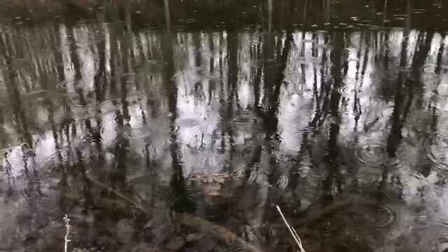 Rainfall reflection on a pond water,  with its relaxing sound and peace and generated waves on the water surface.