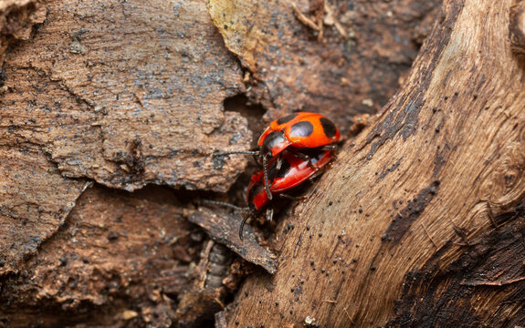 False ladybirds, endomychus coccineus mating on aspen wood