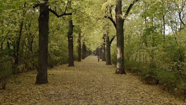 Aerial: Moving Forward Through A Woodland Path Lined With Tall, Gracious Elm Trees, Thick Foliage, Bushes, People, And Autumn Colors - Erfurt, Germany