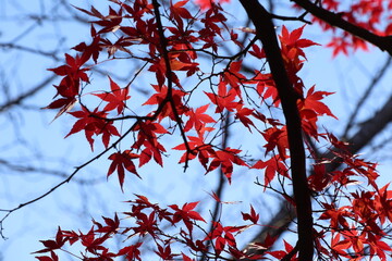 秋のモミジ