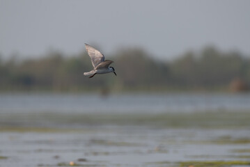 Seagulls are flying for food