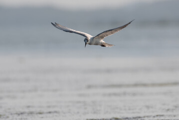 Seagulls are flying for food