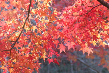 紅葉