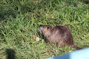 食事中のヌートリア