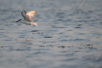 Seagulls are flying for food