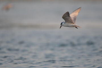 Seagulls are flying for food
