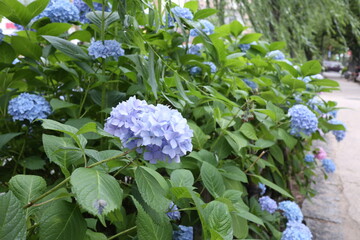 紫陽花の花（青）３