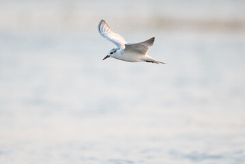 Seagulls are flying for food