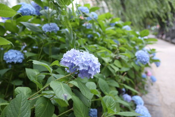 紫陽花の花（青）２