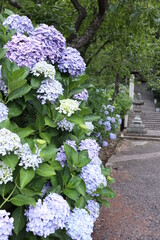 紫陽花が咲く小道５