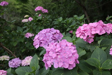 紫陽花の花（ピンク）３