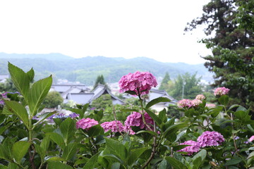 紫陽花のある風景