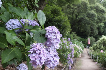 紫陽花が咲く小道４