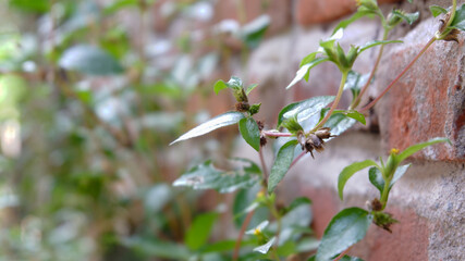 Close-up of flowers and leaves, background photo