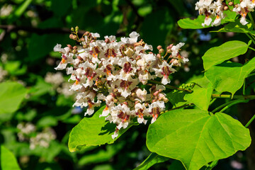 Beautiful white flowers of a catalpa tree