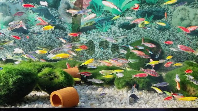 Danio small, fast fish with unusual colors. 