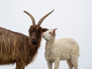 Kid with his mother. Wild goat grazing in the meadows of the Italian Alps. Natural mountain environment