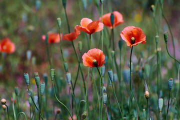 poppy flowers in field